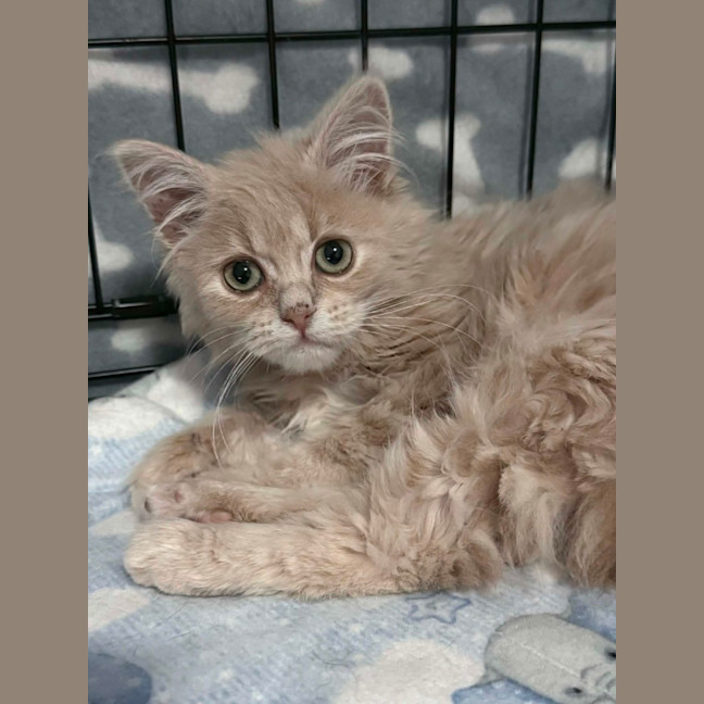 Photo of Butter Bean 💙