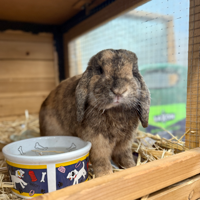 Photo of Sweet Potato