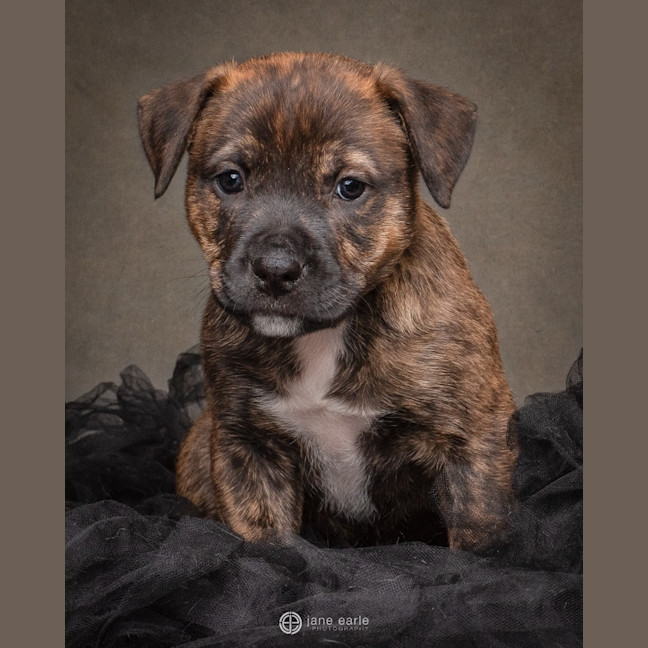 Photo of Snickers