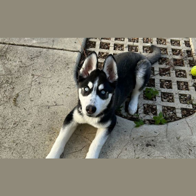 Photo of Moonie