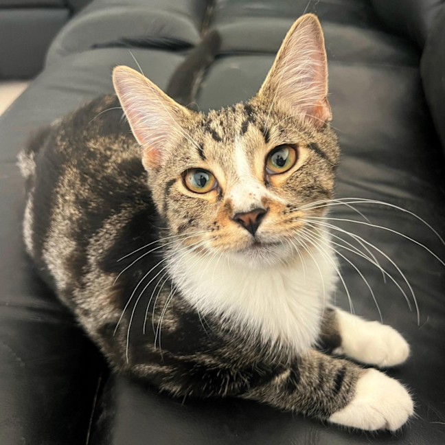 Photo of 11485   Atlas