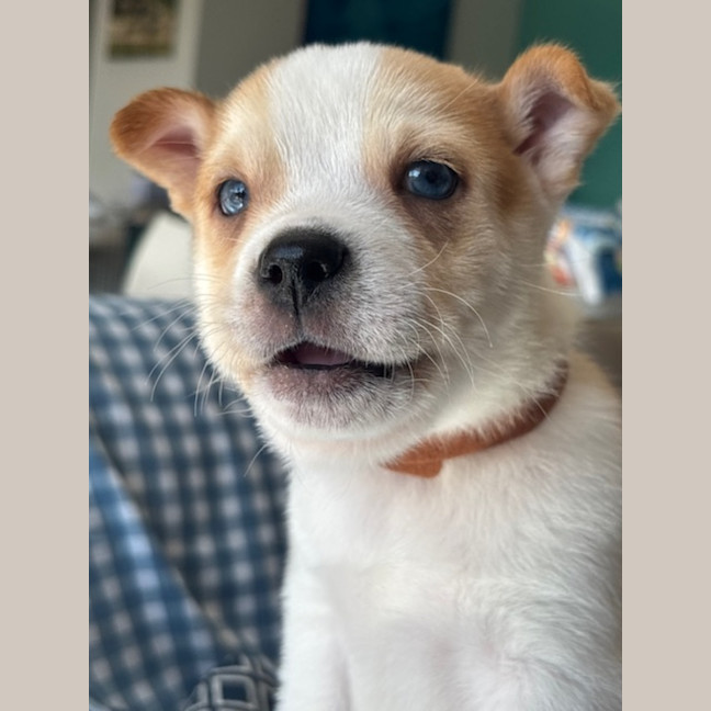 Photo of Cookie