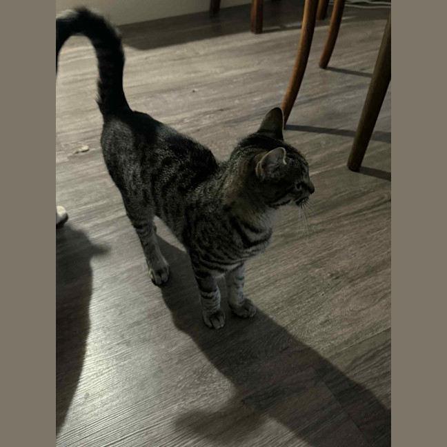Photo of Ziggy 