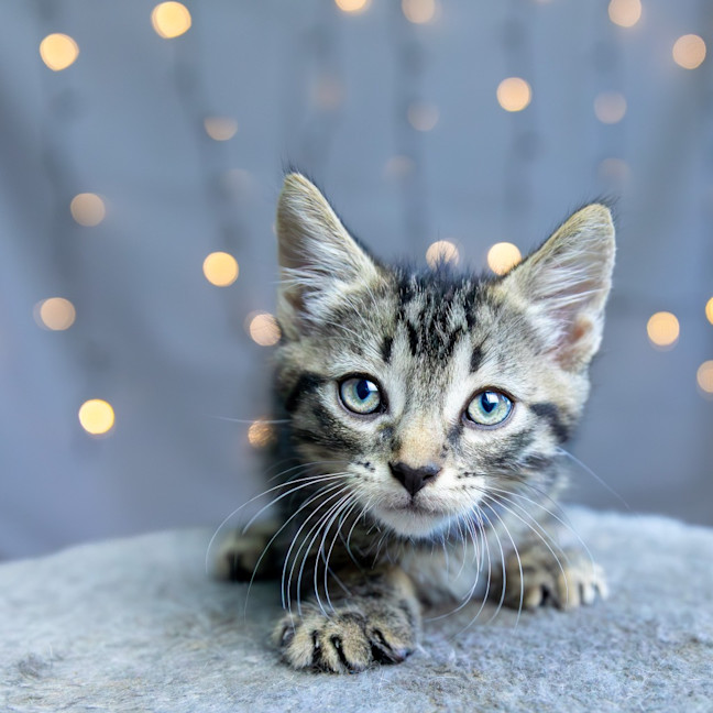 Photo of Ziggy Stardust