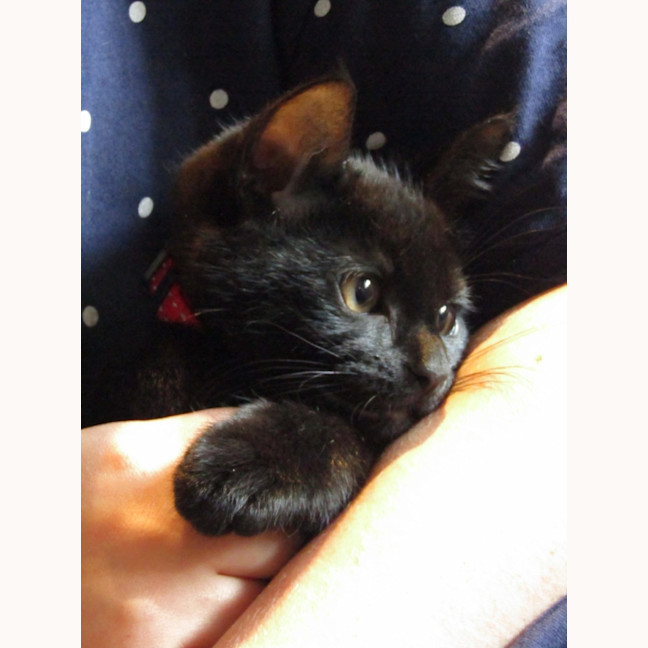 Photo of Mocha