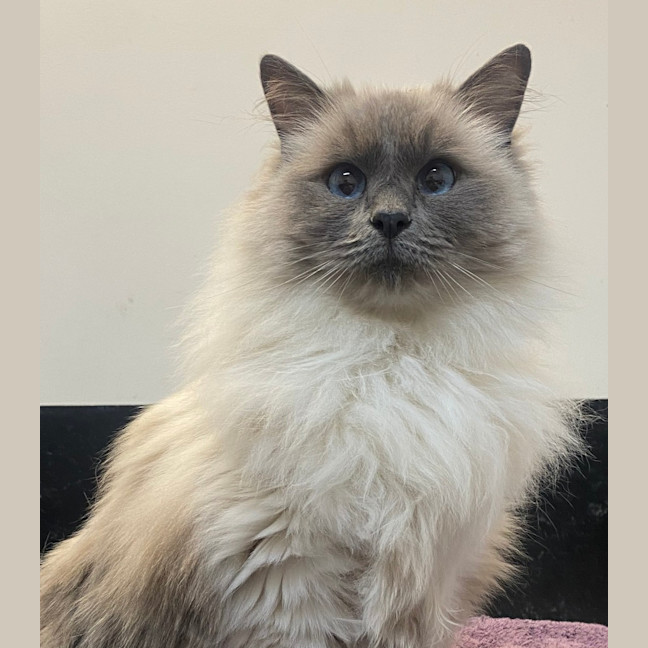 Photo of Arya Mittens