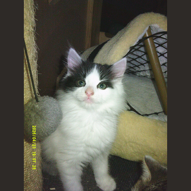 Photo of Munchkin Barclay