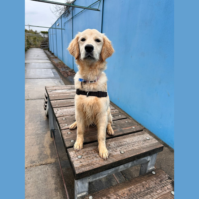 Photo of Pearl Woofster