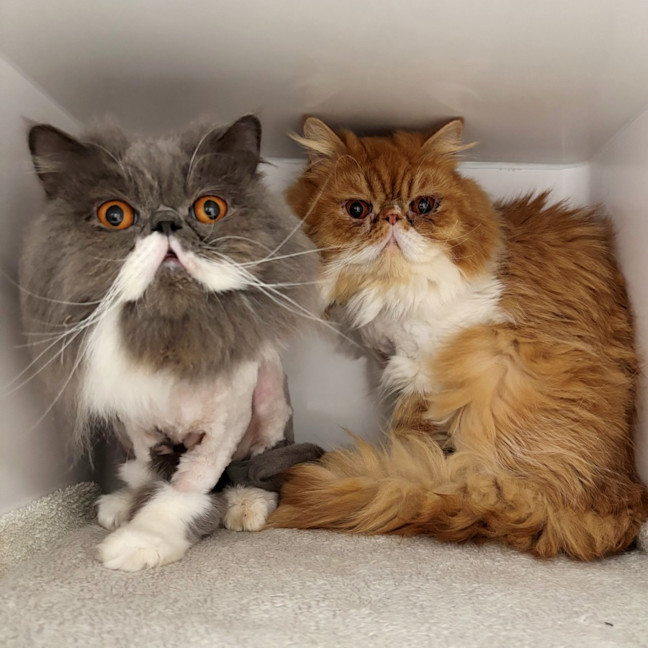 Photo of Gizmo & Coco