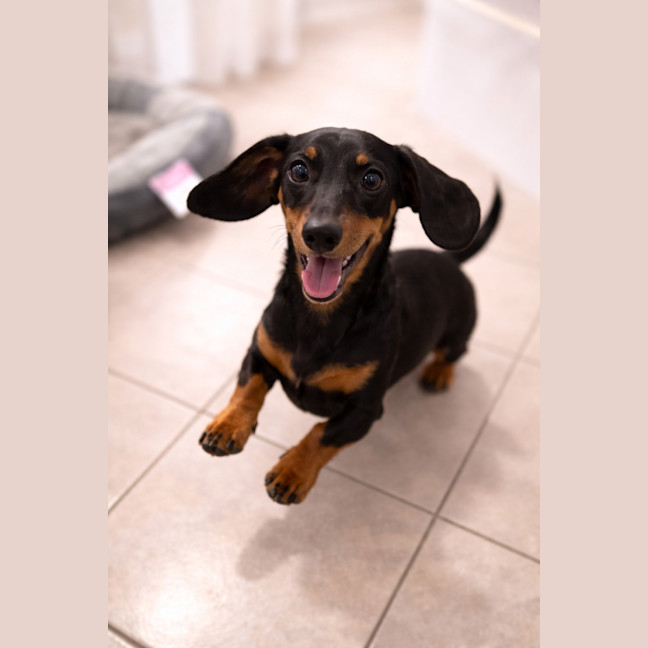Photo of Bruno 