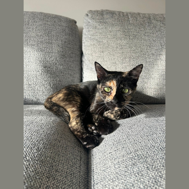 Photo of Honey