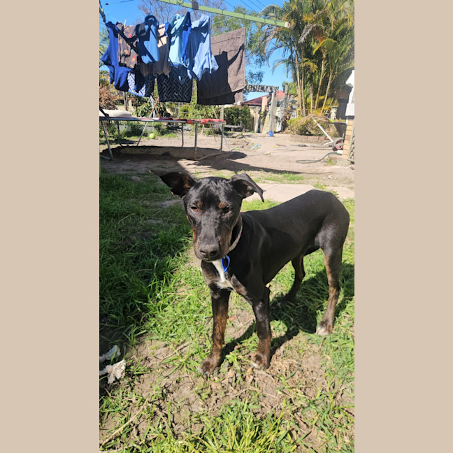 Photo of Timmy   4 Month Old Kelpie X