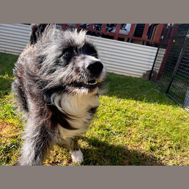 Photo of Alfie