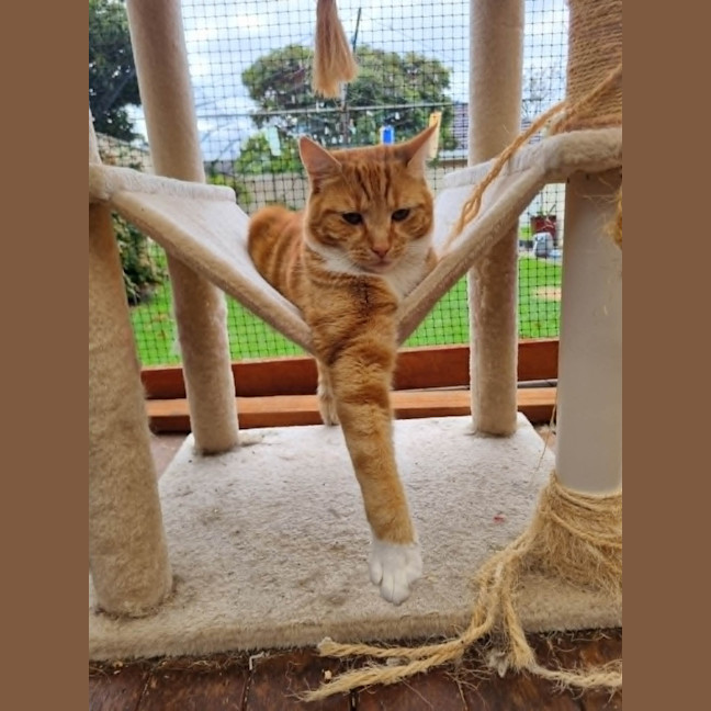 Photo of Eddie *9 Lives Project Rescue*