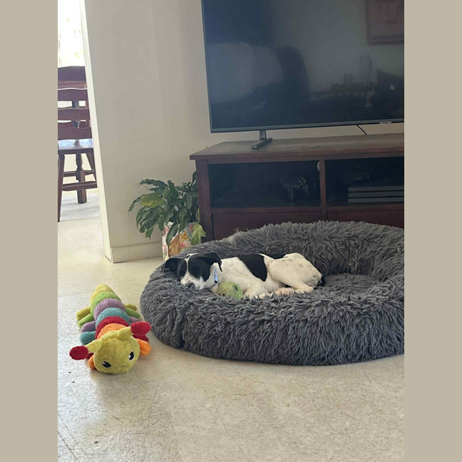 Photo of Beanie