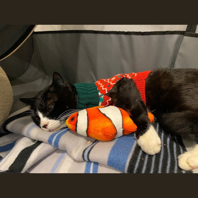 Photo of Pickles
