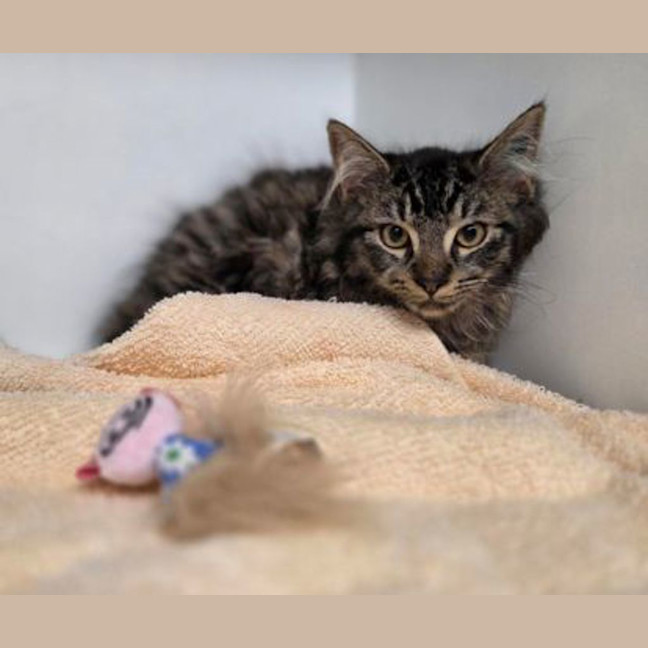 Photo of Muffin
