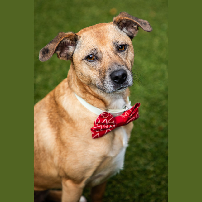 Photo of Willow