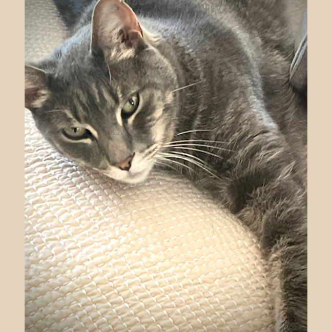 Photo of Nikko