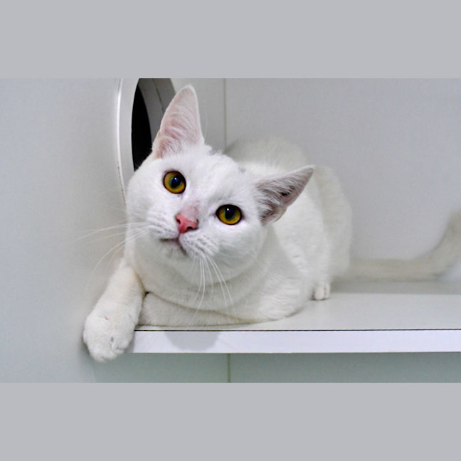 Photo of Sergeant Sesame