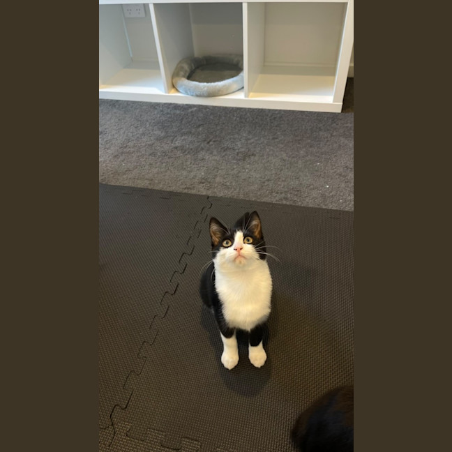 Photo of Peanut & Pickle
