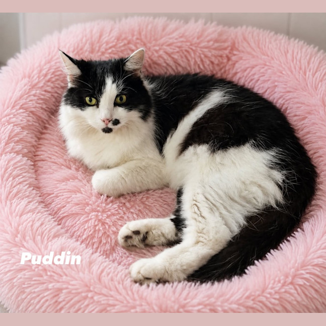 Photo of Puddin