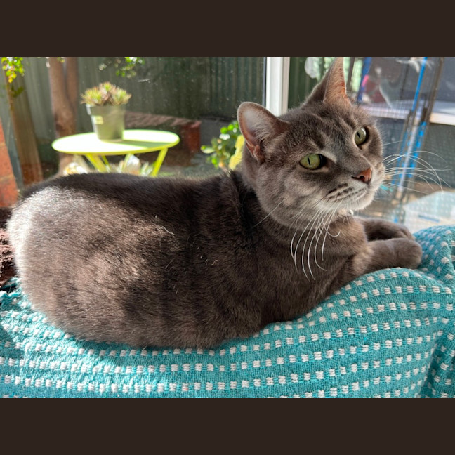 Photo of Chatty Bonnie