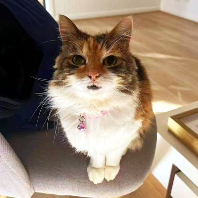 Photo of Muffin Sua013710