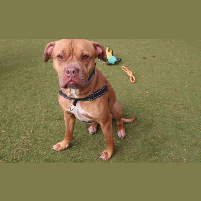 Photo of Ginger