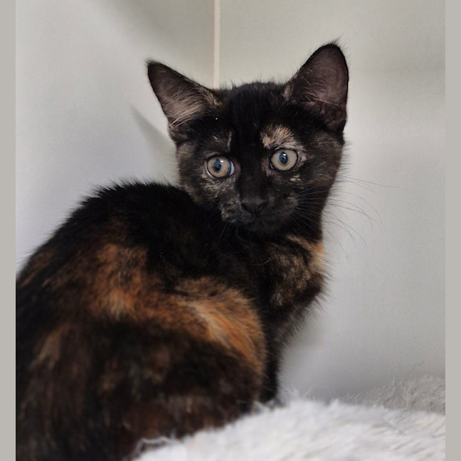 Photo of Daphne