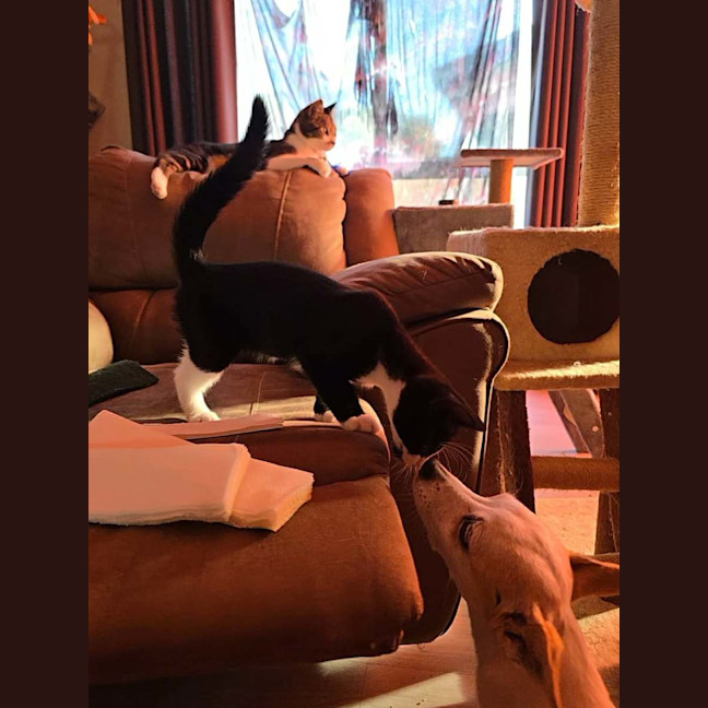 Photo of Comet (8915)