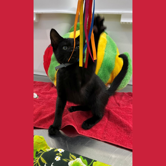 Photo of Vixen (8910)