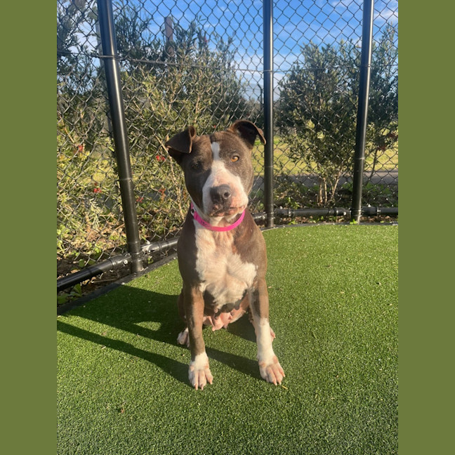 Photo of Roxy Imp 1300