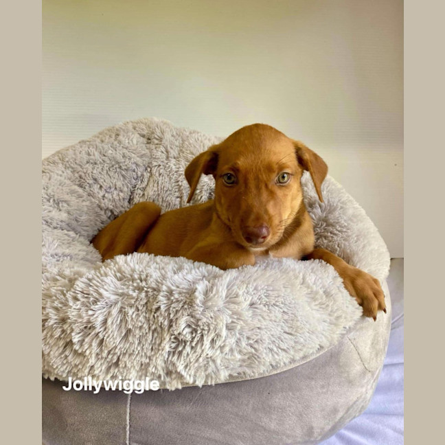 Photo of Jollywiggle