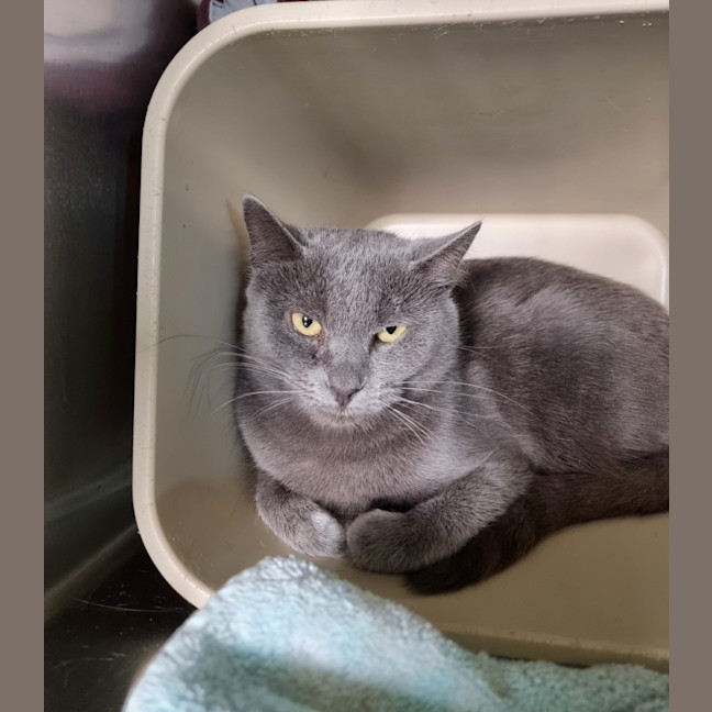 Photo of Biscuit