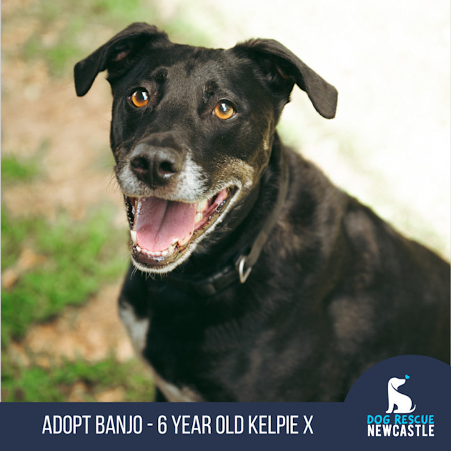 Photo of Banjo   6 Year Old Kelpie X