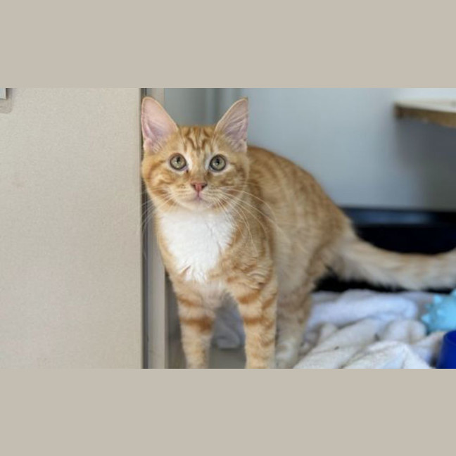 Photo of Goozer
