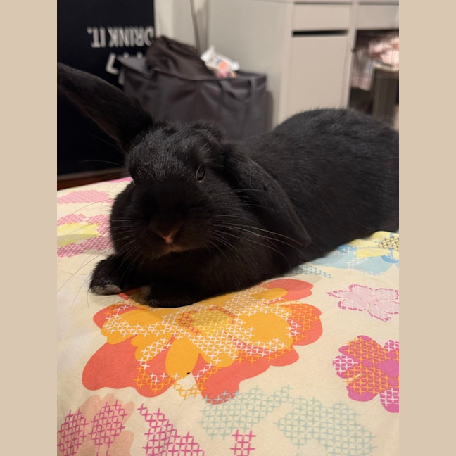 Photo of Zekis