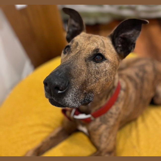 Photo of Trigger