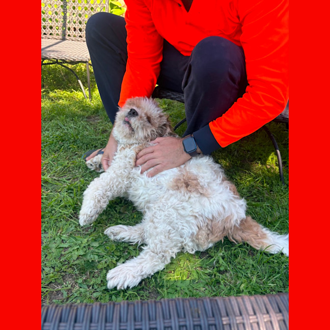 Photo of Simba And Lumi