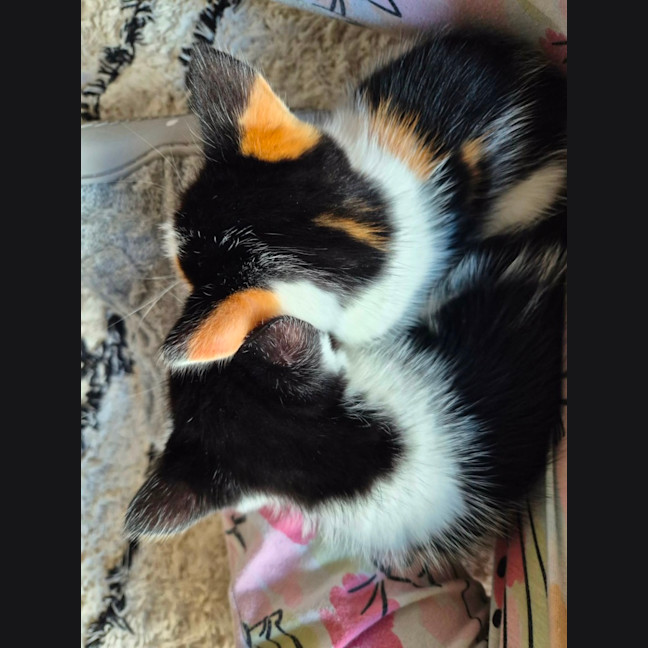 Photo of Harriet Meet Me@Petstock Carrum Downs Store 