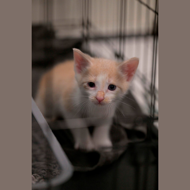 Photo of 🧡 Cinnamon 🤍