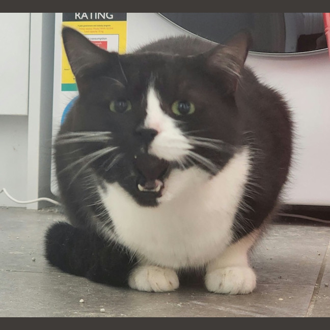 Photo of Dusty   In Foster Care In Ardeer