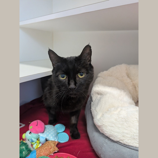 Photo of Sooty