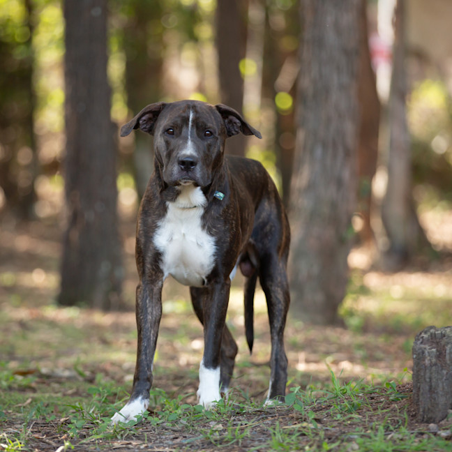 Photo of Chief