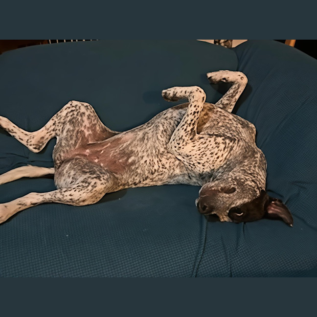 Photo of Spot   22 Month Old Cattle Dog X