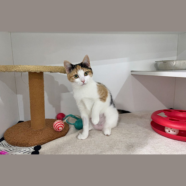Photo of Persephone