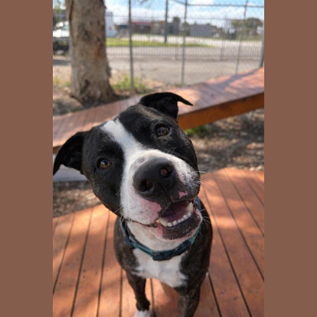 Photo of Brutus
