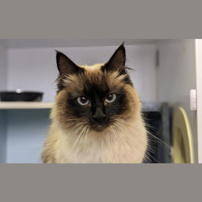 Photo of Mocha
