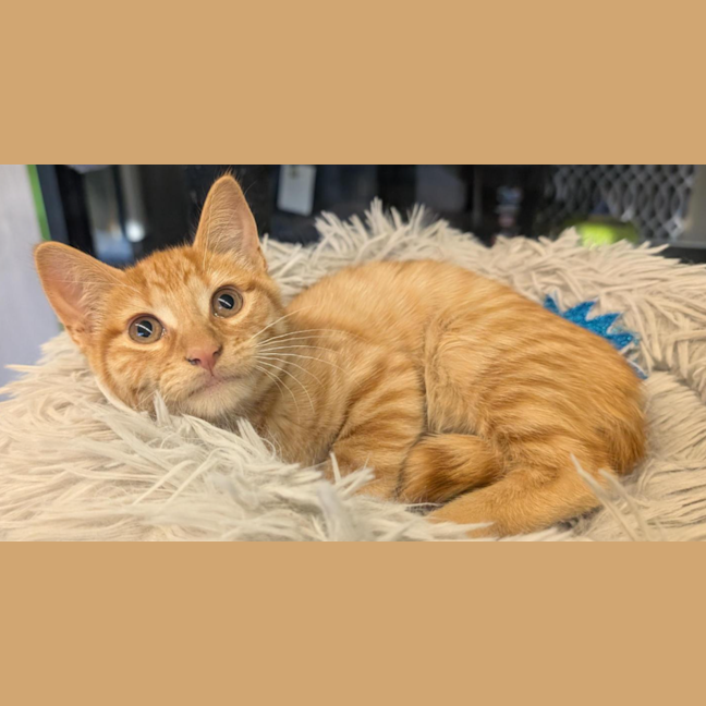 Photo of Obelisk The Tormentor